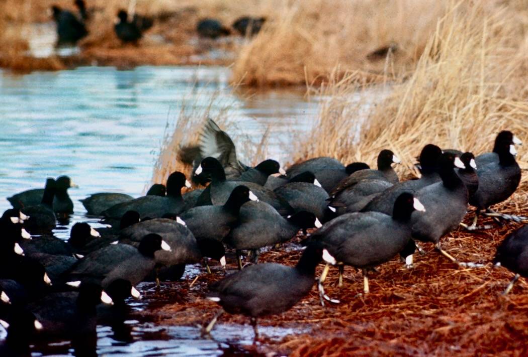 Flock of American Coot by U.S. Fish and Wildlife Service. NCTC Image Library. Public Domain